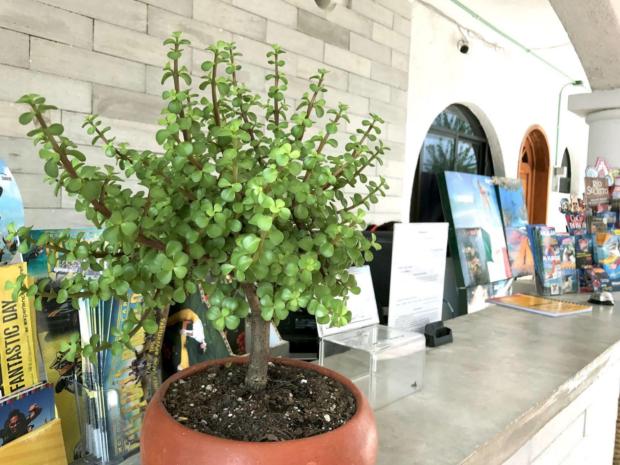 Hotel Villas San Ignacio Playa del Carmen Eksteriør bilde